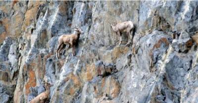 13 Goats On Cliffs Who Just Don&rsquo;t Care