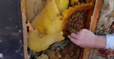 Man Removes 50,000 Bees From His Los Angeles Home.