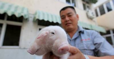 This Little Piggy Is Twice As Adorable! Meet the Two-headed Piglet!