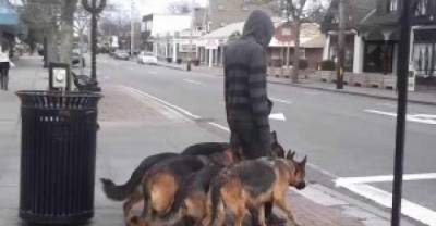 It Looks Like He&rsquo;s Walking His Dogs. When You Took A Closer Look, You Will Be Awestruck