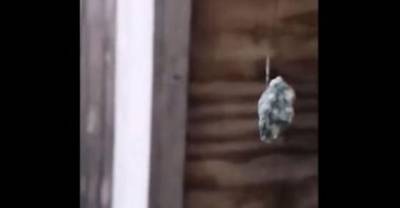 Spiders Are Using Tools! Spider Uses Web To Hoist Pebble In Denmark!