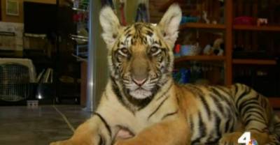 Tiger Cub Found Wandering Streets Of Hemet, California!
