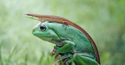 19 Mind Blowing Moments Of Animals Caught On Camera