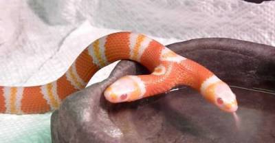 Two-headed Albino Snake Bought By Venice Beach Freakshow Owner!