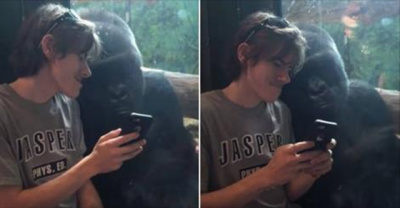 Gorilla Reacts To Being Shown Pictures Of Other Gorillas