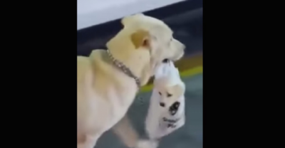 Dog Mom Uses Old Plastic Grocery Bag To Carry Around Her Puppy.