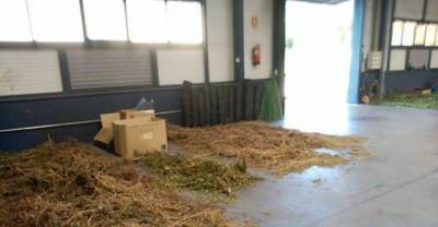 High Times For Spain's Police! Spanish Police Say Seized Pot Plants Are Getting Them High!