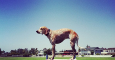 14 Dogs Who Genuinely Don&rsquo;t Care At All