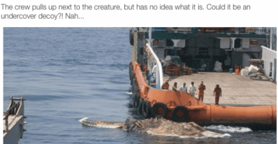This Mystery Creature Was Discovered Floating In The Persian Gulf