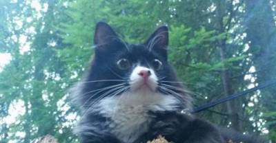 Adventurous Hiking Cat Takes His Humans on a Journey They Never Expected