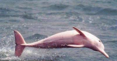 Very Rare Pink Dolphin Spotted Again (And She May Be Pregnant)