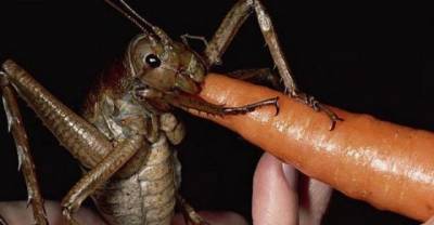 These Creepy Bugs Will Make Your Skin Crawl For Days!