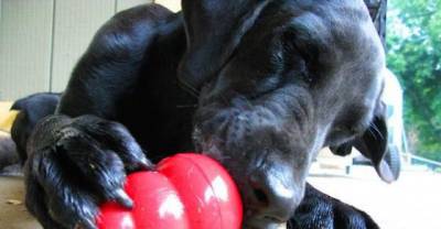 26 Helpful Tips Every Dog Owner Should Know!