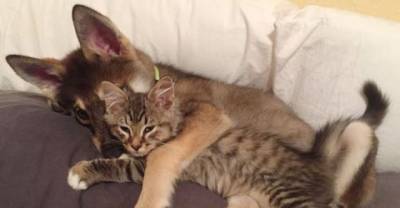 This Is What Happens When You Let Your Puppy Pick The Kitten To Adopt