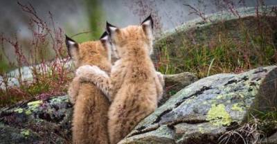 Beautiful Moment: Lynx Kitten Puts a Wise Paw on the Shoulder of Its Sibling