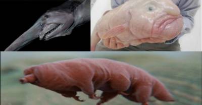 They May Look Like Scary Aliens But They Reside Deep In The Sea!