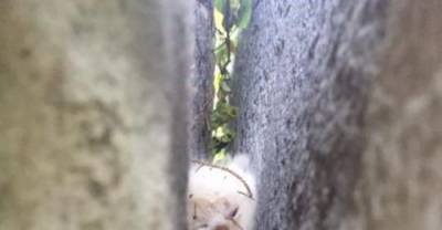 Kitten is Freed from Being Trapped Between Large Boulders After Two Days