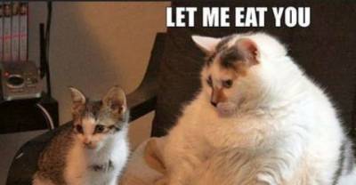 20 Cute Kitty Memes To Make Your Day A Lot Better