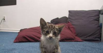 Edward The Stray Cat Wandered To The Front Door Asking For Help