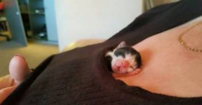 Miracle Preemie Kitten With The Heart Of A Warrior!