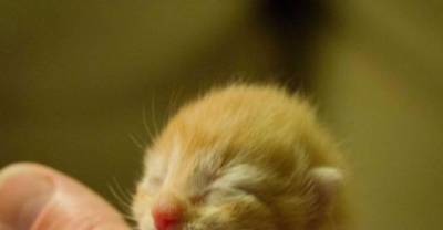 1 Week Old Orphan Kitten Finds A Surrogate Mom And A New Home