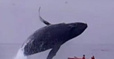 No One Knows Fear Like These People Who Had A Humpback Whale Belly Flop Onto Their Kayak.