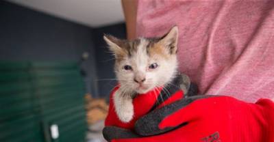 Stitch The Rescue Kitten Becomes Vet Nurse For Rescue Farm Animals