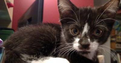 Motherless Baby Kitten Found On Driveway Now Tells Her Human How Happy She Is Every Day