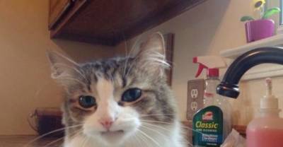 Former Stray with Two Fancy Teeth, Eyes the Size of Quarters, a Single Freckle and a Ton of Cattitude
