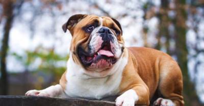 The 10 Most Expensive Dog Breeds To Own