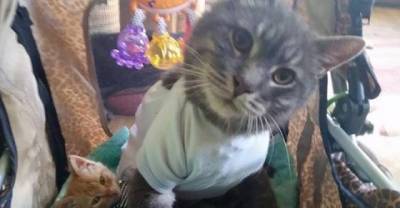 They Both Can&rsquo;t Walk On Their Own, But Love Life To The Fullest. Purrfect Friends!