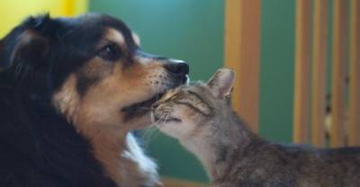 Feral Cat Howls for Weeks After Loss of Her Best Friend Who Showed Her Love