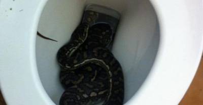 Snake Catcher Removes Huge Pythons From Toilets!
