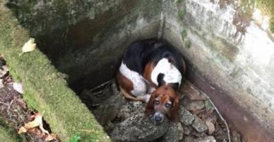 This Dog Watched Over Her Best Friend When She Was Stuck In A Well For Over A Week.