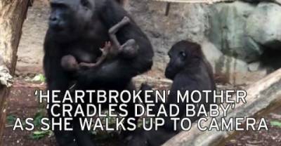 Gorilla Holds Her Dead Baby For A Week And Still Tries To Wakes Him Up !