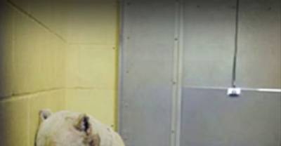 This Deaf Dog Was About To Be Put Down, But One Person Miraculously Changed It All