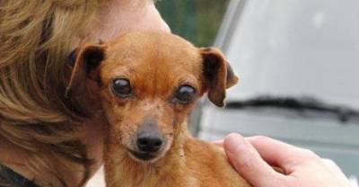 She Was Rescued From A Puppy Mill But Had A Long Road Of Recovery Ahead