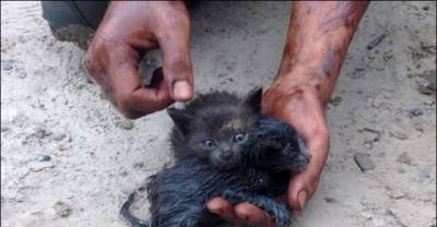 Man Rescues Two Kittens From Drowning In Oil Spill