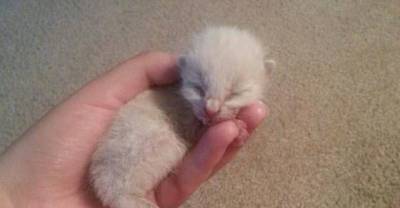 Highway Rescue Kitten &ndash; Then And Now