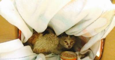 Kitten Saved From Junk Yard Can&rsquo;t Stop Cuddling With Her Rescuers