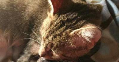 Expecting Stray Cat Walks Up To Campers Asking For Help For Her Unborn Babies