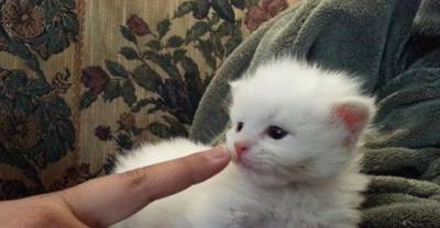 This Tiny Kitten Is A Little Fighter Who Refuses To Give Up! Meet Stitch!