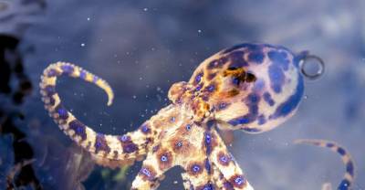 The World's 15 Most Furiously Dangerous Animals