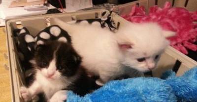 Tiny Rescue Kitten Adopts A Tinier Orphan Kitten. It&rsquo;s The Purrfect Pair!