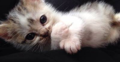 Kitten Found Alone In The Grass, Meowing For Help. Now A Year Later...