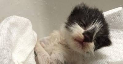 Kitten Found Covered in Glue, Now Covered in Love