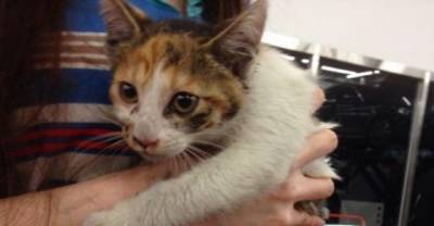 Cat Lover Jumps Into River And Has His Mercedes Dismantled To Save A Kitten
