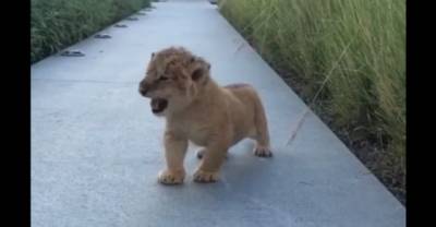 This Little Lion Cub's Squeaky Roar Will Make You Want To Give It All The Hugs.
