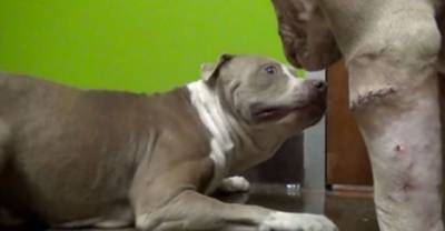 Two Horribly Abused Pit Bulls Were Put Together In A Room, What Happens Next Will Shock You
