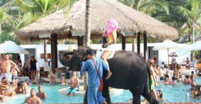 Shocking Pictures Of Drunk Tourists Riding Baby Elephant At Thai Beach Resort Pool Party